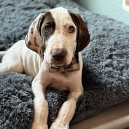 Dilly - German Shorthaired Pointer puppy from GSP Pointer Family