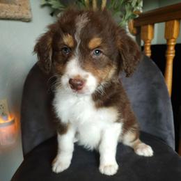 Moana - Brown and white female Aussiedoodle puppy in Farley, Iowa from Iowa's Doodle Co.