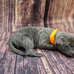 Orange collar - Gray male Cane Corso puppy in Fritch, Texas from Carrie Brown's Cane Corsos