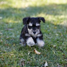 Miniature Schnauzer Puppies from Snowflake Schnauzers