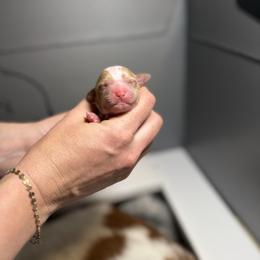 Breve - Orange and white female Brittany puppy in Elizabeth, Colorado from CoveLake Kennels