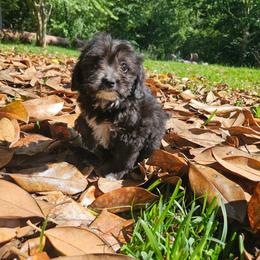 Small mini Aurora - Black and white female Aussiedoodle puppy in Doerun, Georgia from Twig & Tail Puppies