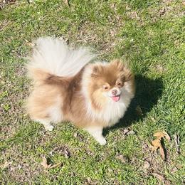 Starfish - Chocolate parti female Pomeranian puppy in Buck Valley, Pennsylvania from Buck Valley Pomeranians