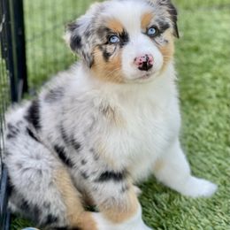 Cavatappi - Blue merle Australian Shepherd puppy in Salinas, California from AA Aussies