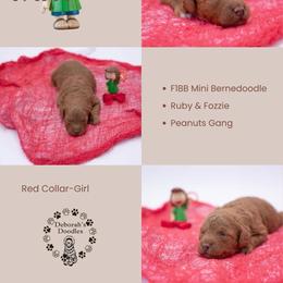 Red Collar - Peppermint Patty - Red female Bernedoodle puppy in Lexington, North Carolina from Deborah’s Doodles