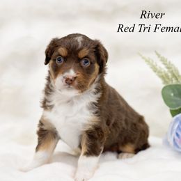 River - Red tri female Miniature Australian Shepherd puppy in Mechanicsburg, Pennsylvania from TJ's Aussies