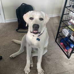 Buddy - Yellow male Labrador Retriever puppy in Mt. Vernon, Texas from Bohlken Labradors