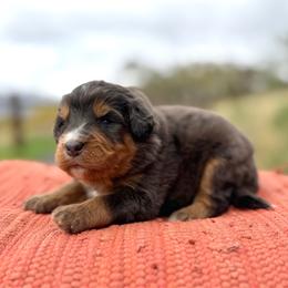 Blitzen (Orange) - Merle male Bernedoodle puppy in Highland, Utah from Angel Pups Deluxe