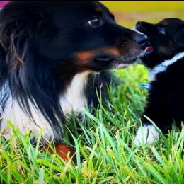 Miniature Australian Shepherd and Toy Australian Shepherd All Grown Up from Lowery’s Little Aussies