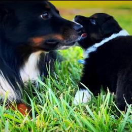 Miniature Australian Shepherd and Toy Australian Shepherd All Grown Up from Lowery’s Little Aussies