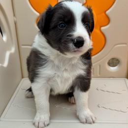 Sunny - Atypical merle male Border Collie puppy in Hartsville, South Carolina from Wiggles 4 Life