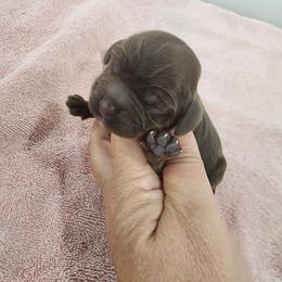 AKC Woodstock - Sable male Cocker Spaniel puppy in New Market, Tennessee from Down in the Holler