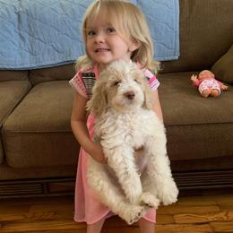 Goldendoodle Puppies from Goldendoodles of Vanhoy Farms