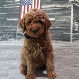 Poodle Puppies from Red Barn Moyen Poodles