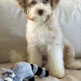Australian Mountain Doodle puppies from Sassy Pants Pups