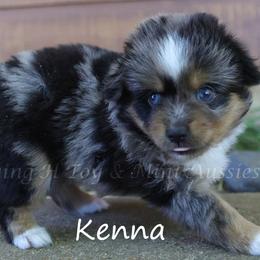Kenna - Blue merle female Toy Australian Shepherd puppy in Godley, Texas from Flying H Toy and Mini Aussies