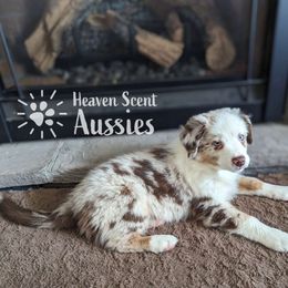 Presley - Red merle Australian Shepherd puppy in Grand Island, Nebraska from Heaven Scent Aussies