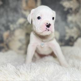 Queen of Hearts - White female Boxer puppy in Russellville, Missouri from Soaring Royalty Canines LLC
