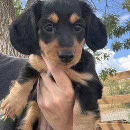 Cocoa - Black and tan female Dachshund puppy in Castle Rock, Colorado from Dachsunds of Denver