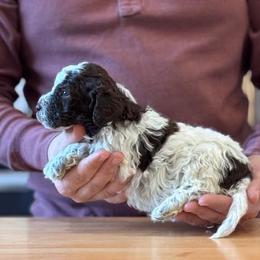 Boy 3 - Brown roan male Lagotto Romagnolo puppy in Sugar Valley, Georgia from Pinnacle Farm and Kennel
