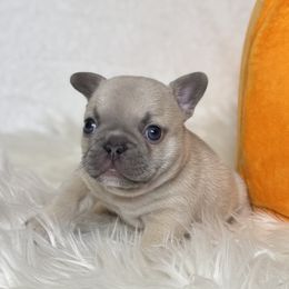 Goff - Blue fawn male French Bulldog puppy in Sterling Heights, Michigan from Freshwater Frenchies