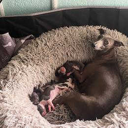 Italian Greyhound Puppies from Fisher Link