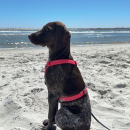 German Shorthaired Pointer Puppies from Howell Farm GSP