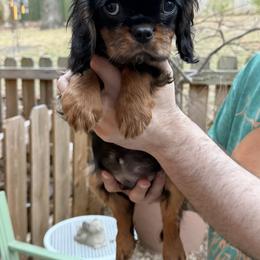 Daniel - Pink Boy - Black and tan male Cavalier King Charles Spaniel puppy in Little Rock, Arkansas from Montra Japanese Chin & Cavalier King Charles Spaniels