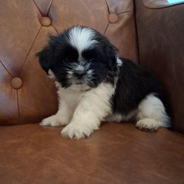 Rex - Black and white male Shih Tzu puppy in Lebanon, Pennsylvania from Stoney Acre Farms