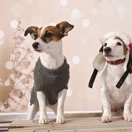 Russell Terriers from Hopper Hollow Farm