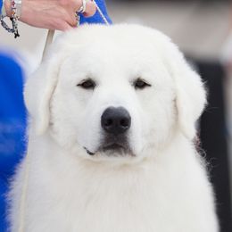Cudar - Kuvasz