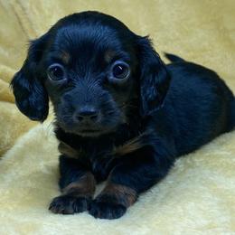 Kenzie - Black and tan female Dachshund puppy in Richmond, Virginia from Paw Prints