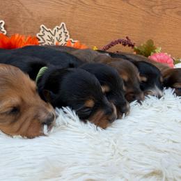 Amara - Red female Dachshund puppy in Fredricktown, Missouri from Ivy Cream Dachshunds