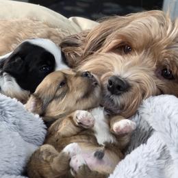 Havanese puppies from Juniper Grove Havanese