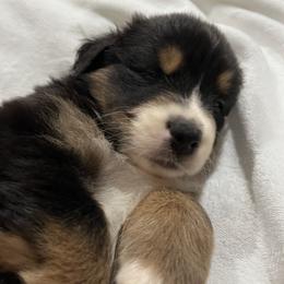 Malcolm- Brown - Black tri-color male Australian Shepherd puppy in Hayward, California from Grissom’s Aussies