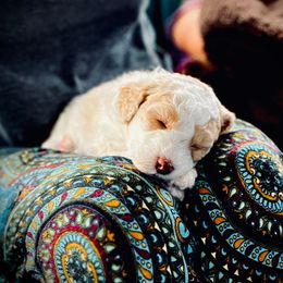 Poodle Puppies from Reuter Clan Poodles