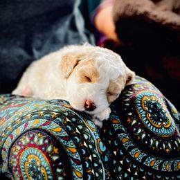 Poodle Puppies from Reuter Clan Poodles