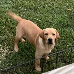 Red collar - Yellow male Labrador Retriever puppy in Clinton, Tennessee from Summer Rose
