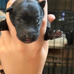 Second pick of Male puppies - Fawn sable male Belgian Malinois puppy in Boise, Idaho from Wings of Freedom Retrievers and Malinois