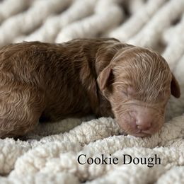 Boy 2 - male Goldendoodle puppy in Washington, Illinois from Lola Bear Goldendoodles