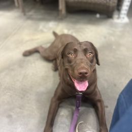 Nova - Chocolate female Labrador Retriever puppy in Centreville, Maryland from Barbihaus Kennels