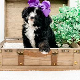 Trixie - Tri-color female Bernedoodle puppy in Statesville, North Carolina from Doodle Babies