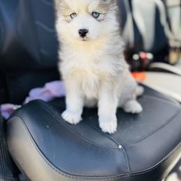 Sunner - Silver and white male Pomsky puppy in Yavapai County, Arizona from Pawsh Pomskies
