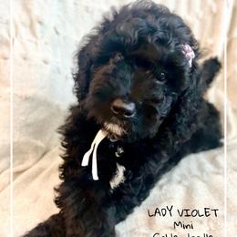 LADY VIOLET - Black female Goldendoodle puppy in Houston, Texas from Pia’s Doodle Poodle Wag