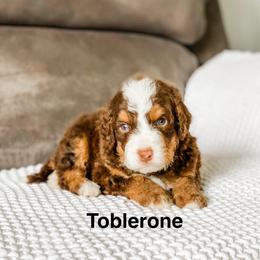 Toblerone - Brown and white male Bernedoodle puppy in Hudson, Indiana from TurkeyCreek-K9