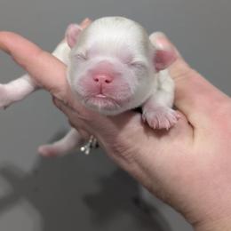Name TBD - Gold and white female Shihpoo puppy in Coshocton, Ohio from Forever Family Puppies