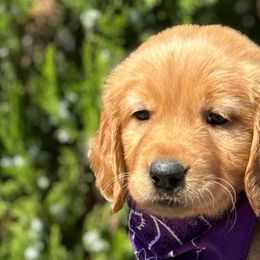 Sugar - Golden Retriever puppy from Frankly Golden