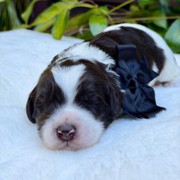 Black collar - Chocolate male Australian Labradoodle puppy in Mount Gilead, North Carolina from Tillery Labradoodles