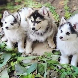 Pomsky Puppies from Nebula Ranch Pomskies