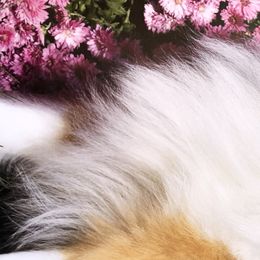Shetland Sheepdogs from Keeara’s Shetland Sheepdogs